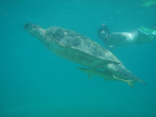 Une tortue et un rémora. Sympa !!!