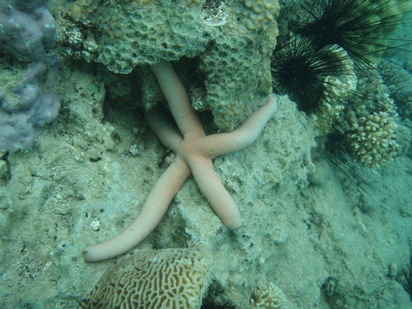 Etoile de mer