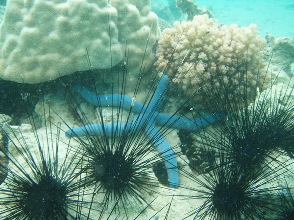Etoile de mer